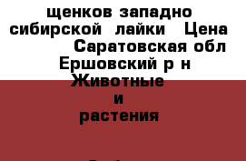  щенков западно-сибирской  лайки › Цена ­ 2 000 - Саратовская обл., Ершовский р-н Животные и растения » Собаки   . Саратовская обл.